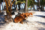 Cows in the Village