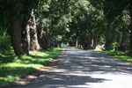 Mango Alley