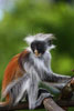 Red Colobus Monkey