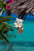 Frangipani