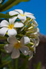 Frangipani